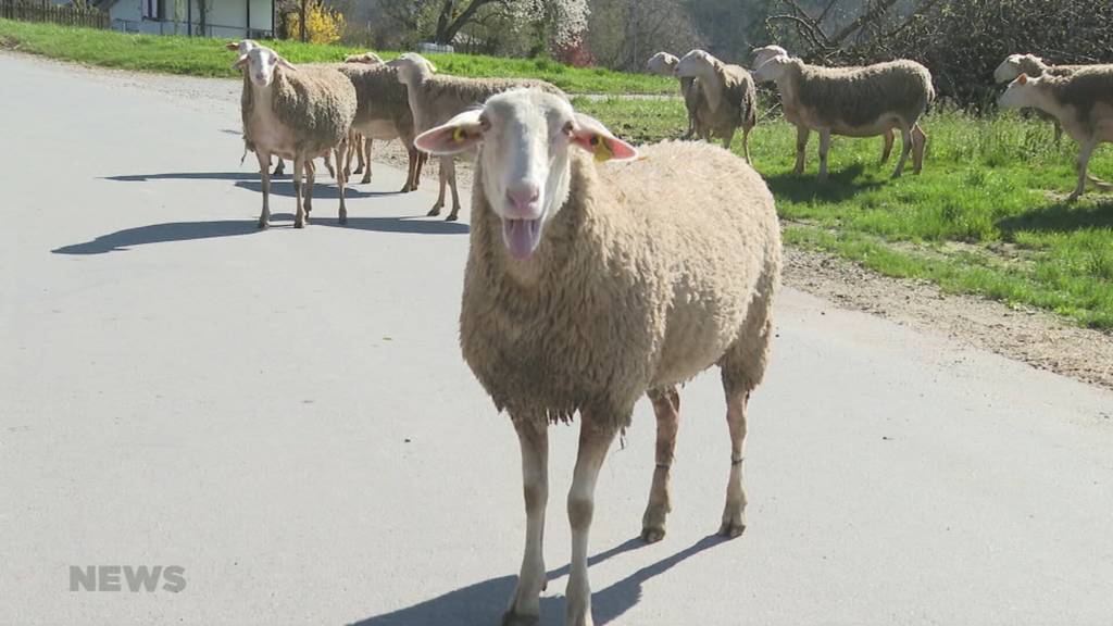 Das Lamm in der Osterzeit