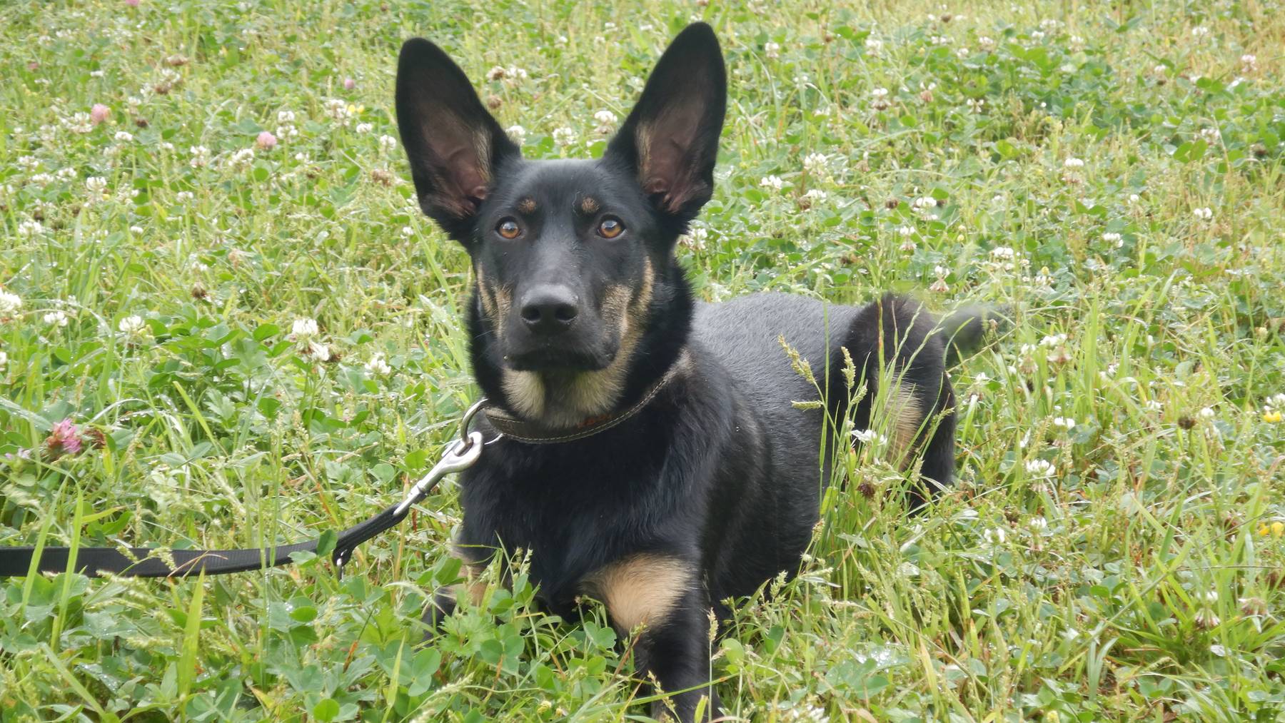 Ares