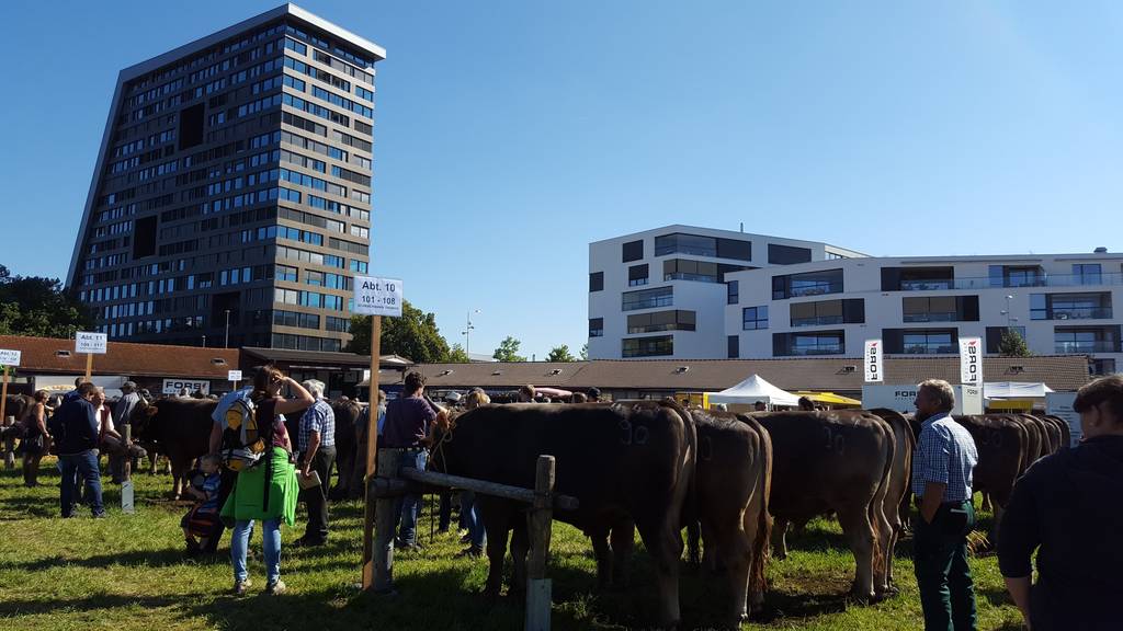 Traditioneller Stierenmarkt ist zurück in Zug