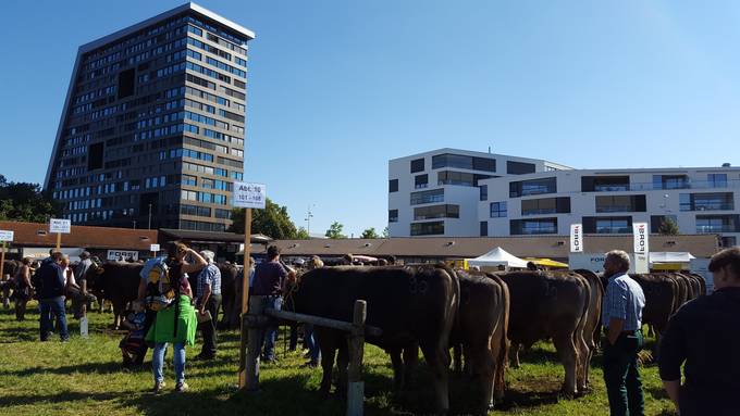 Traditioneller Stierenmarkt ist zurück in Zug