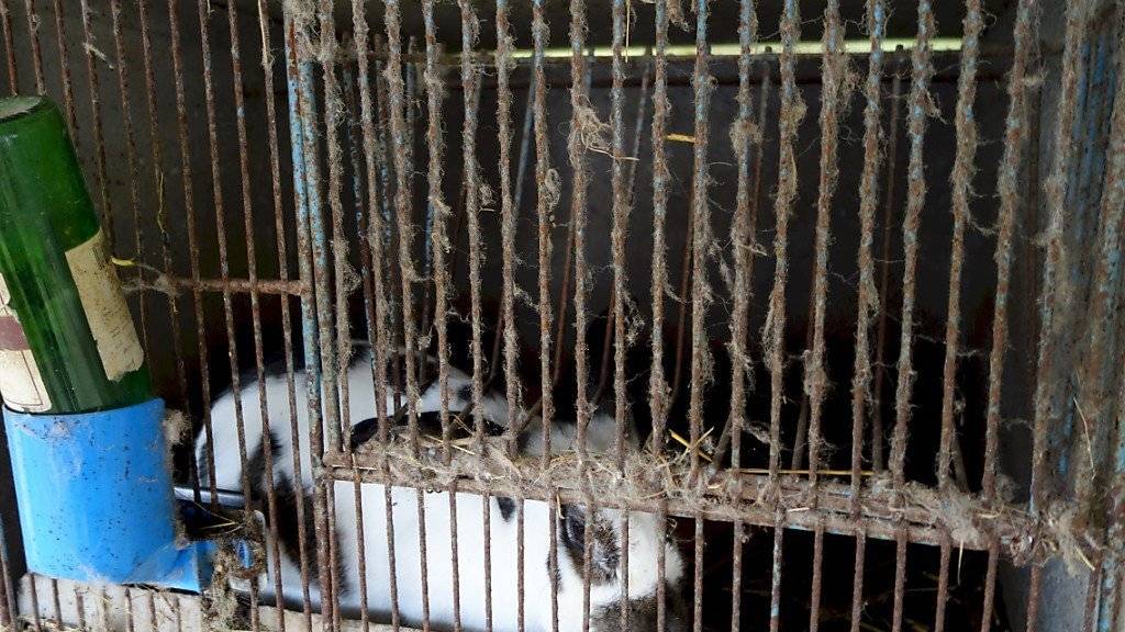 Die Fachstelle Tierschutzkontrolle befreit auch eingekerkerte Kaninchen.
