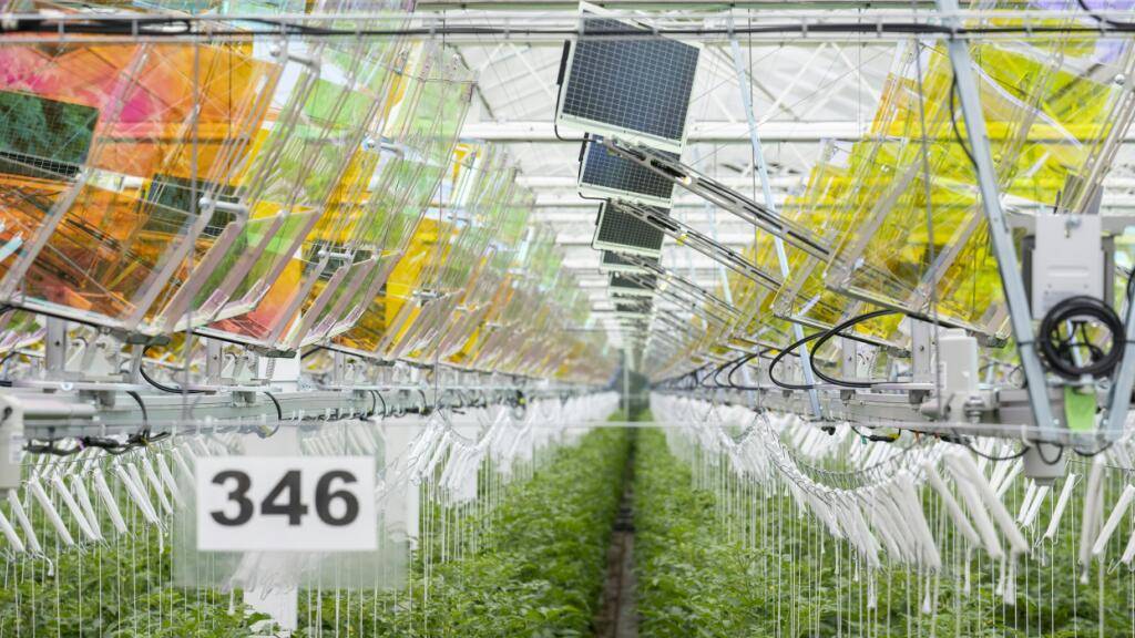 Farbige Reflektoren für die Solaranlage hängen im Tomaten-Gewächshaus in Rütihof AG: Die zur Stromproduktion genutzten Lichtwellen werden herausgefiltert - und die Hors-sol-Tomaten werden trotzdem rot.