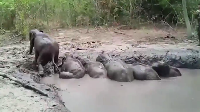 Wildhüter retten Elefantenbabys aus Schlammgrube in Thailand