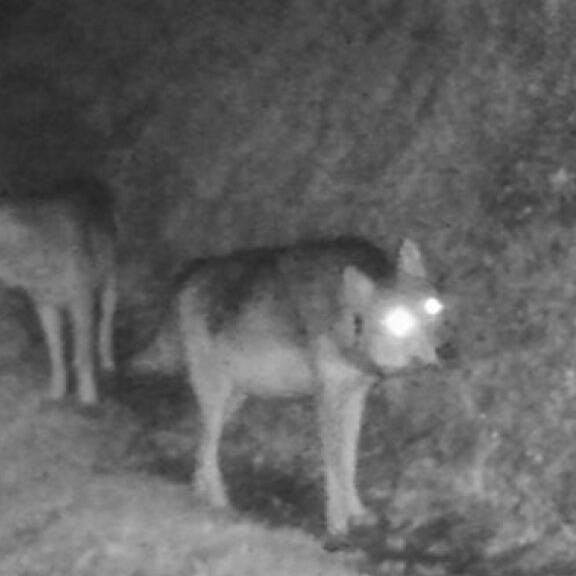 Anzeichen für ein zweites Wolfsrudel im Kanton Glarus
