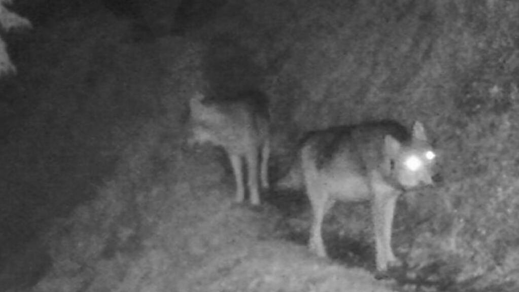 Aufnahmen aus Fotofallen lassen vermuten, dass es im Raum Enneda ein zweites Wolfsrudel gibt.