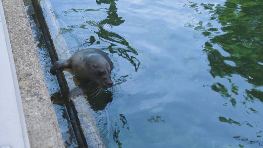 Süsser Seehund-Nachwuchs im Tierpark Bern