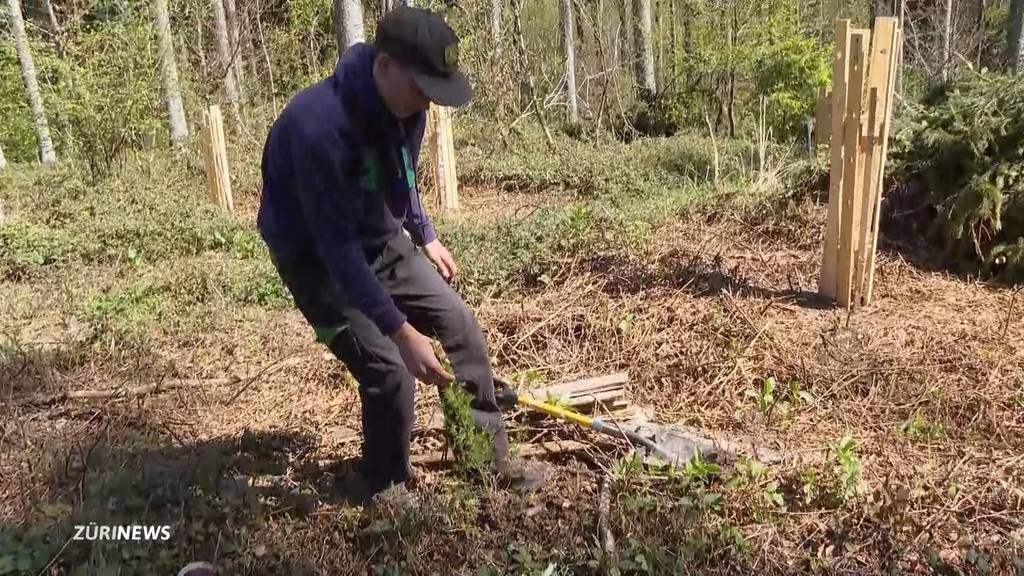 Beeindruckende Abschlussarbeit: 16-Jähriger aus Schlatt pflanzt 250 Bäume