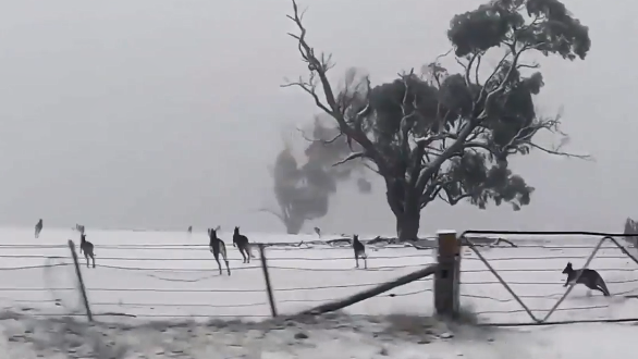 Kängurus hüpfen durch den Schnee