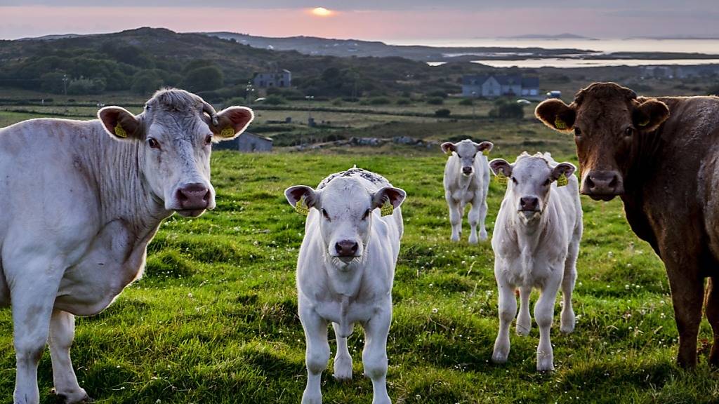 Die Landwirte von Irland wehren sich gegen Massnahmen, welche die Klimaziele bedingen. (Archivbild)