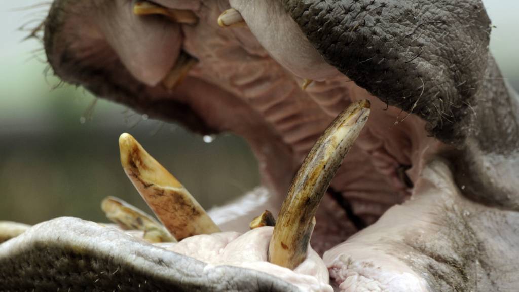 ARCHIV - Ein Nilpferd reißt sein Maul auf. Foto: Rainer Jensen/picture alliance/dpa/Archivbild