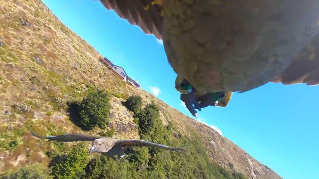 Frecher Papagei klaut GoPro-Kamera und filmt seinen Flug