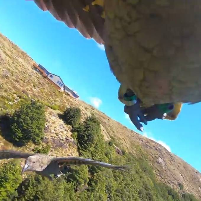 Frecher Papagei klaut GoPro-Kamera und filmt seinen Flug