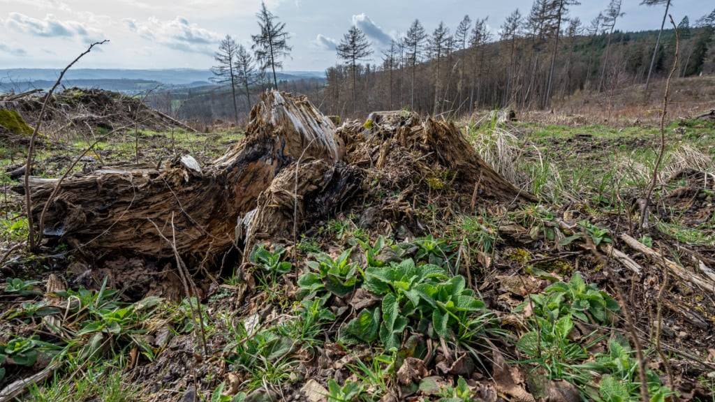 In Berlin hat ein Sturm etliche Bäume entwurzelt. Der Klimawandel ist nicht nur verantwortlich für zunehmende häufigere Unwetter - sondern verschärft das Problem gleich in doppelter Hinsicht. (Archivbild)