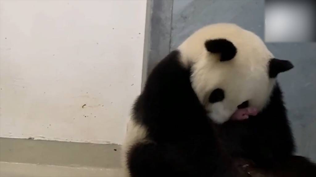 Panda-Dame «Meng Meng» bekommt Zwillinge
