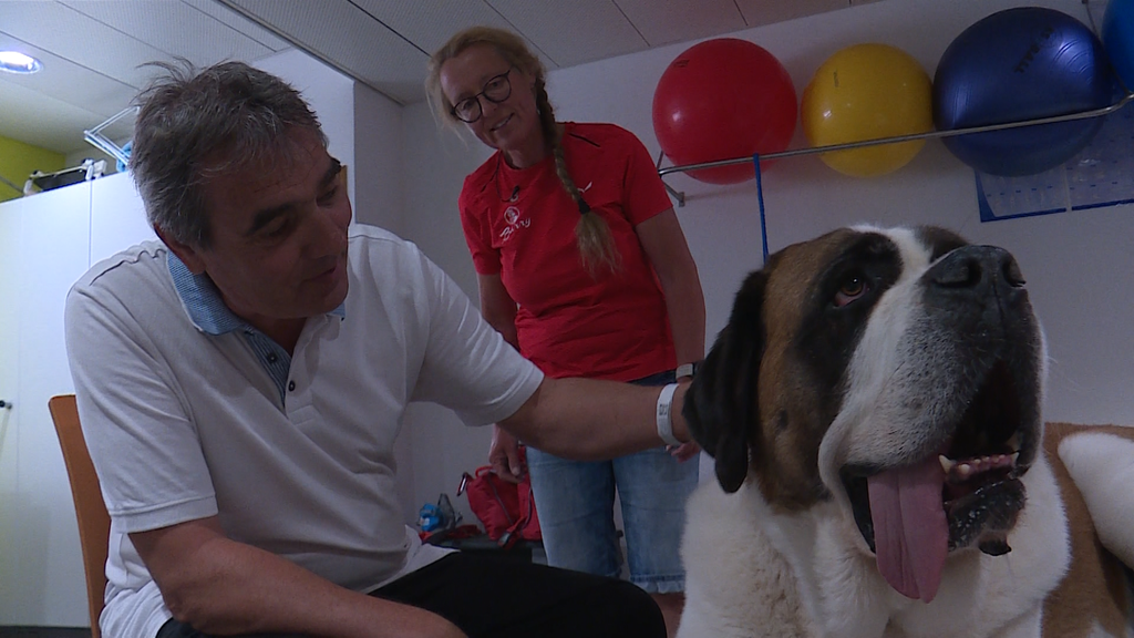 Bernhardiner als Sozialhund