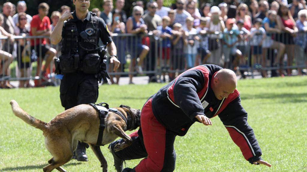 Ein Diensthund fällt bei einer Vorführung einen geschützten Mann an. (Archivaufnahme aus Genf)