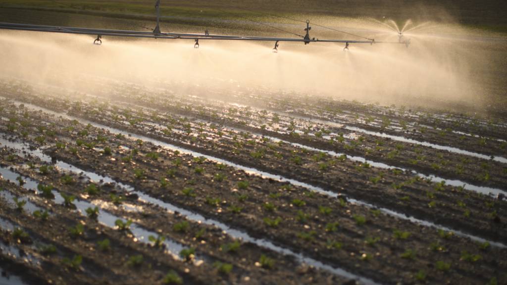 Der Kanton Thurgau erwartet eine längere Trockenperiode und schränkt die Wassernutzung unter anderem für die Landwirtschaft ein. (Archivbild)