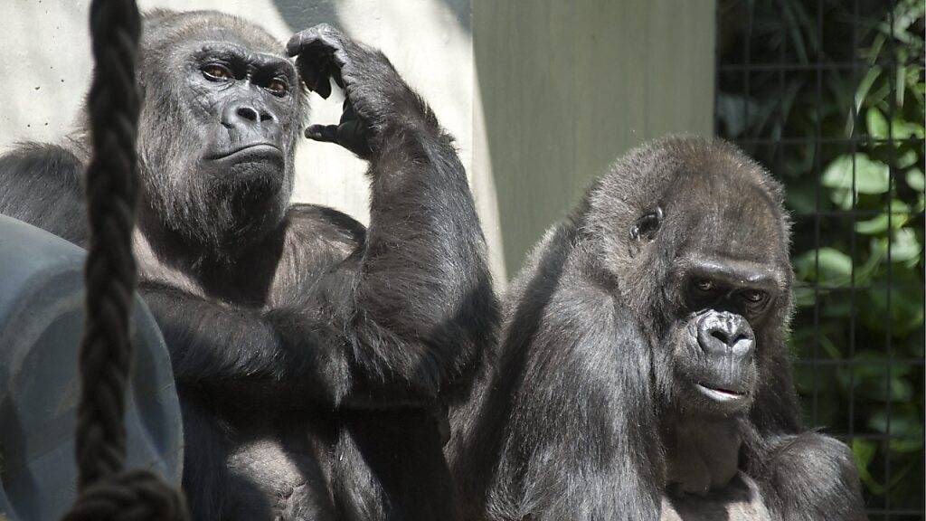 Bei der Basler Primaten-Initiative zeichnet sich ein Nein ab