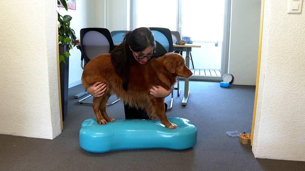 Mobile Katzen und Hundephysiotherapie