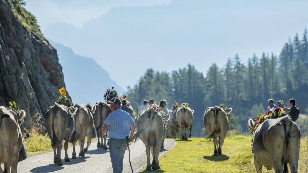 Die Alpkühe der Alp Hinterfeld im Meiental werden dieses Jahr an keinem Alpabzug teilnehmen. (Archivbild)