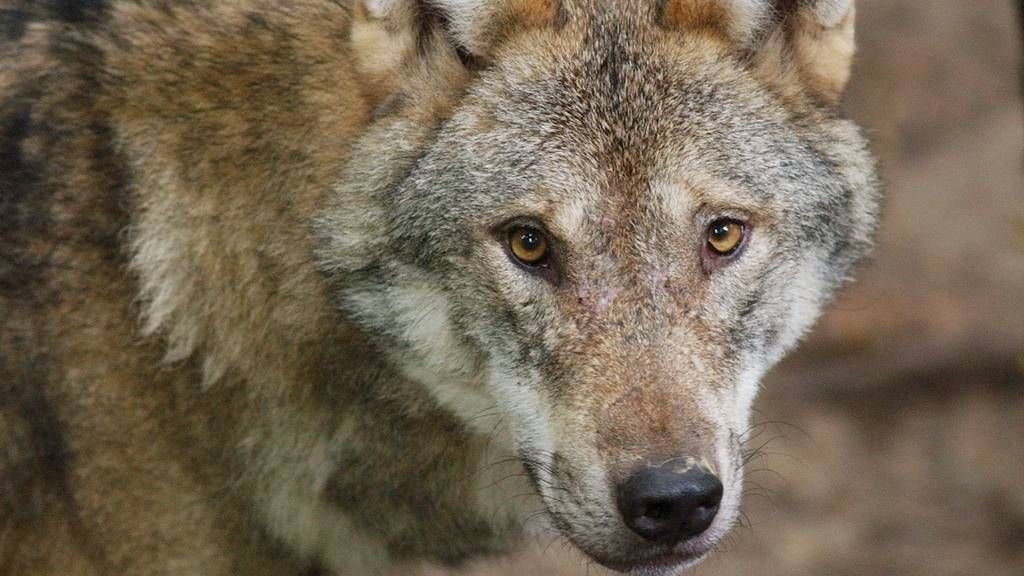 Erste Angriffe auf Nutztiere durch den Wolf seit der Rückkehr des Raubtiers im Kanton Neuenburg. Hier ein Wolf in einem Gehege im Wildpark. (Archivbild)