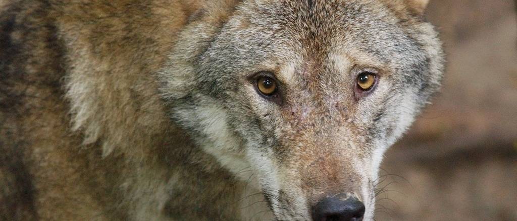Wolf tötet Kalb und mehrere Schafe im Neuenburger Jura