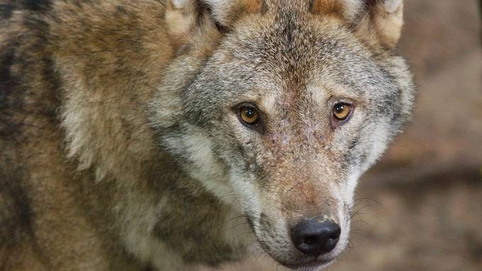 Wolf tötet Kalb und mehrere Schafe im Neuenburger Jura
