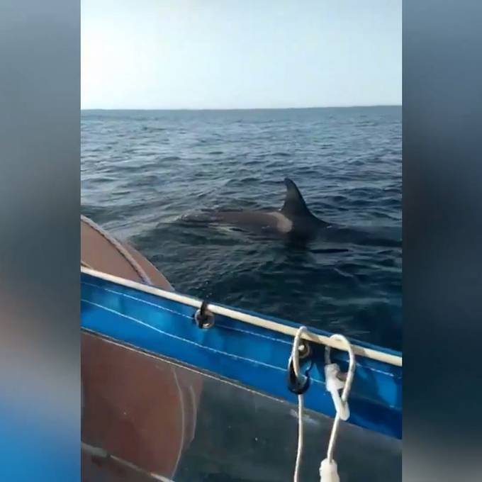 Fünf Orcas greifen Segelboot an