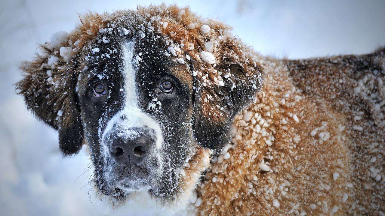 Im Fell von Hunden mit längeren Haaren können sich Schneebälle und Eiszapfen entwickeln.