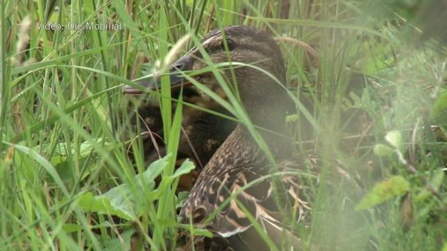 Enten auch bedroht