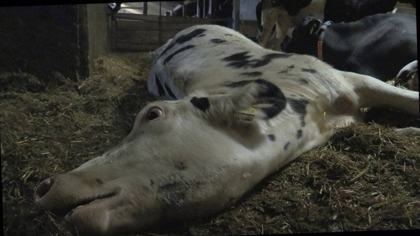 Das Bild zeigt eine sterbende Kuh auf dem Hof im deutschen Allgäu.