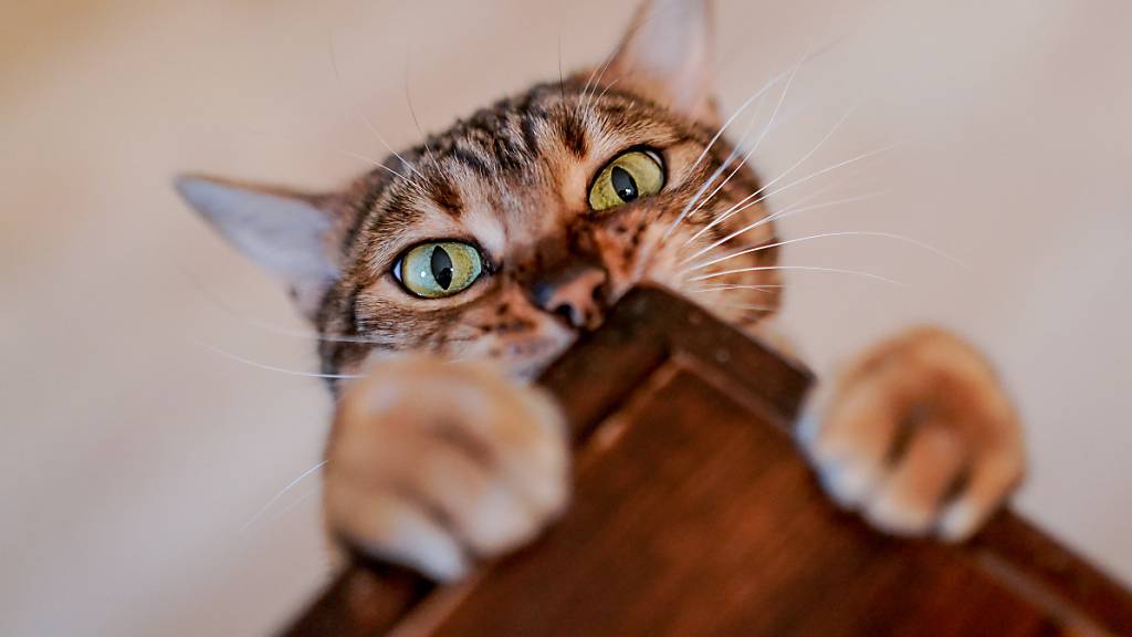 Ein bei Katzen vorkommender Corona-Erreger ist auf Zypern gefährlich mutiert. (Symbolbild)