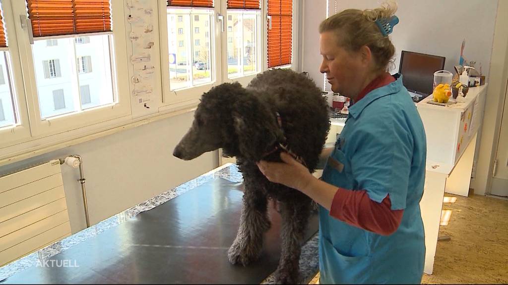 Tiere leiden unter warmen Wetter wegen geschlossener Hundesalons