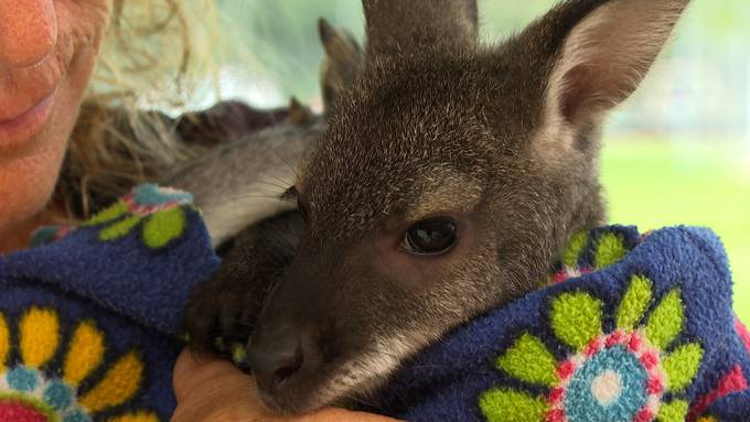 «Einfach fantastisch!» – Zwei Känguru-Babys vergnügen sich im Freibad 