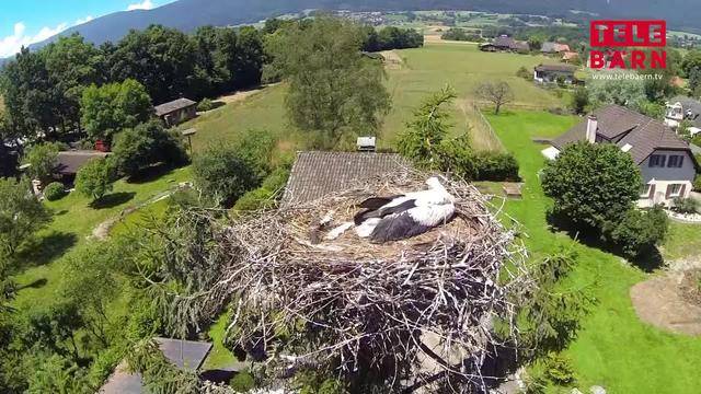 60 Prozent der Störche in der Schweiz gestorben