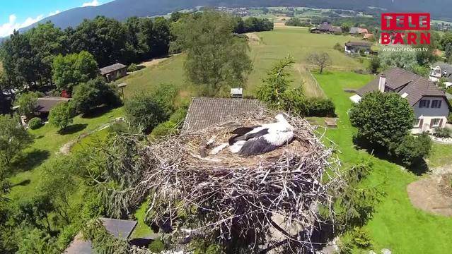 60 Prozent der Störche in der Schweiz gestorben