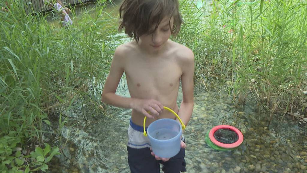 Goldfische in der Badi: In Biberstein fischen Kinder nach ausgesetzten Haustieren