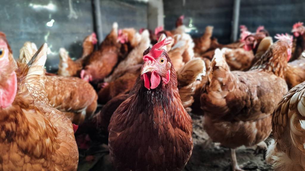 Eingesperrt statt frei: Seit Ende November stehen Hühner unter Seuchenschutz.