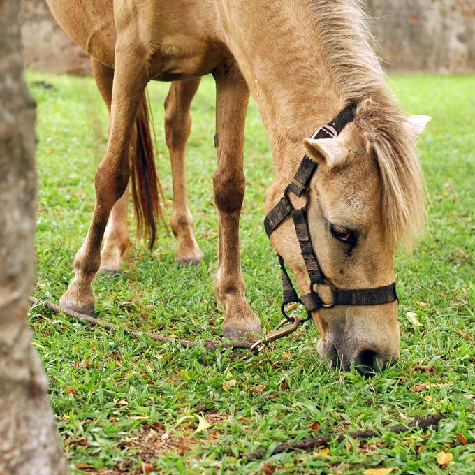 Kot im Stall und keine Futterreserven: Veterinäramt muss Pferde vor Tierquälerin retten
