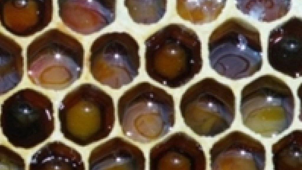 Bienen füllen die Waben auf unterschiedliche Weise, wie eine Röntgenuntersuchung von Agroscope und der Universität Bern zeigt.