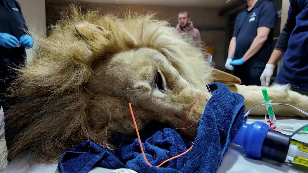 Löwe und Bär beim Zahnarzt: Tierschützer helfen gequälten Tieren im Kosovo