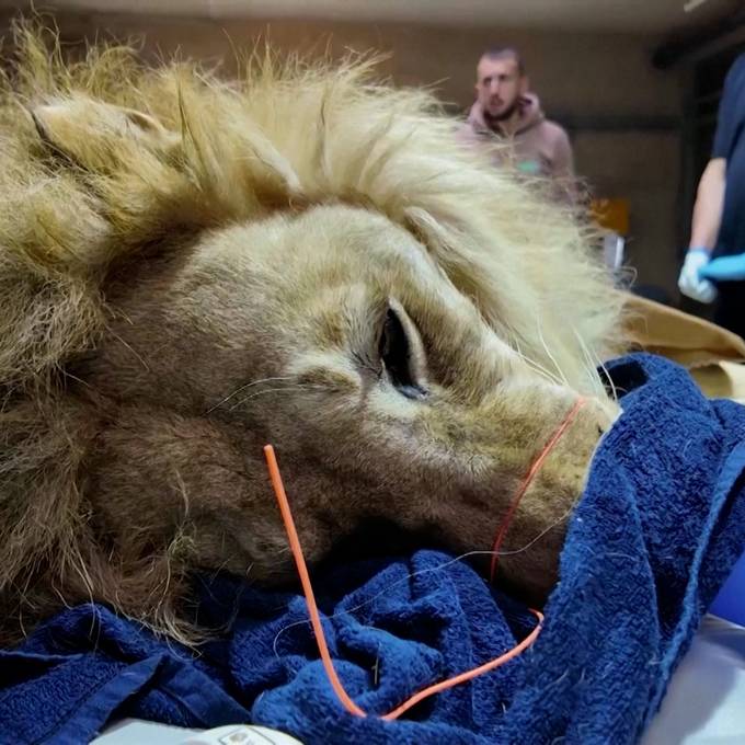 Löwe und Bär beim Zahnarzt: Tierschützer helfen gequälten Tieren im Kosovo