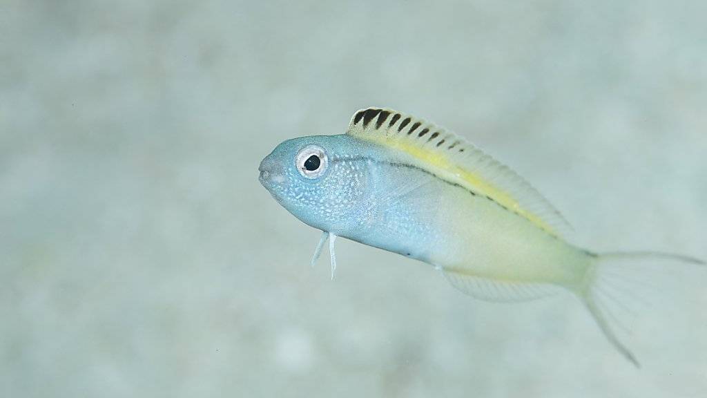 Säbelzahnschleimfische (im Bild Meiacanthus nigrolineatus aus dem Roten Meer) wehren sich gegen ihre Feinde mit einem Gift, das die Grundlage für neue Schmerzmittel liefern könnte.