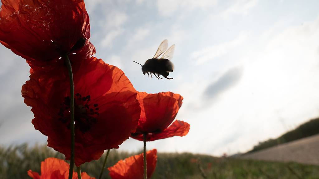 In Hummelnestern wird es zu heiss für die Tiere