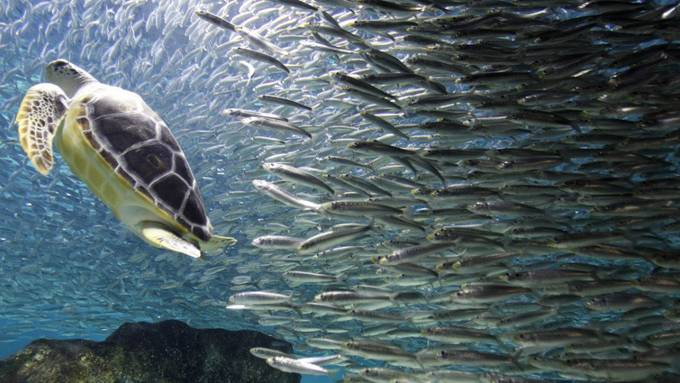 Fische schwimmen in Schwärmen effizienter