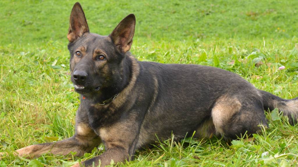 Polizeidiensthund Rusty spürte den mutmasslichen Dieb auf.