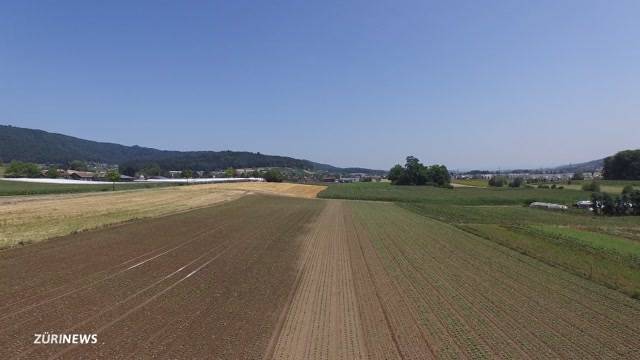 Zu wenig Wasser: Otelfingen bangt um die Gemüse-Ernte