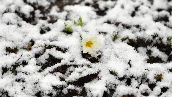 Winterzauber im Frühling – der Schnee ist kurz zu Besuch