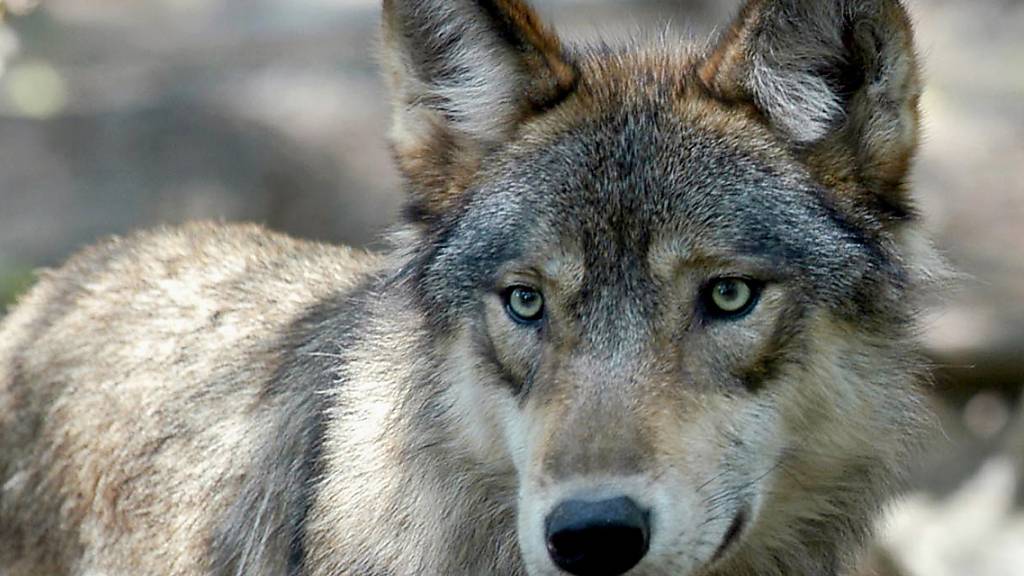 Der Kanton Glarus hat fünfeinhalb Monate Zeit, um zwei Wolfsrudel zu regulieren und Jungtiere zu erlegen. (Symbolbild)