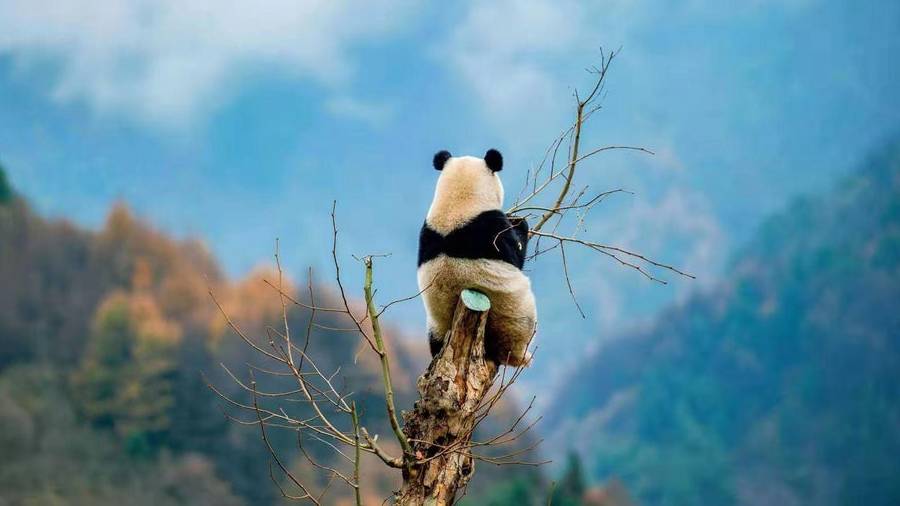 Panda mit Loch?
